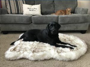 PawBrands PupRug Faux Fur Curve Orthopedic Pillow Dog Bed With Removable Cover