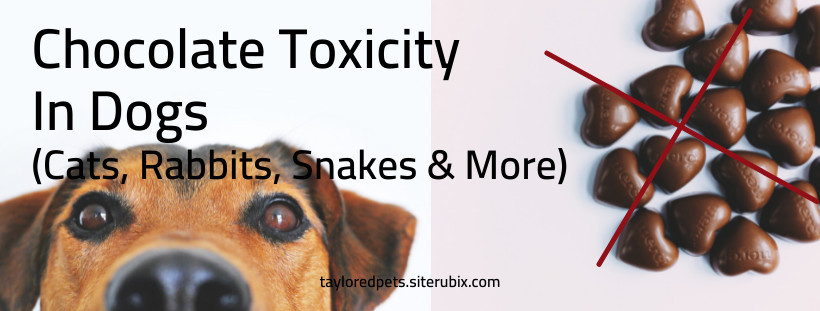 Chocolate Toxicity in Dogs