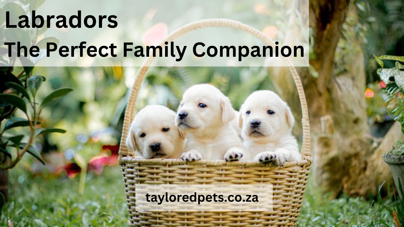 Labradors - The Perfect Family Companion