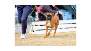 Boxer Dogs