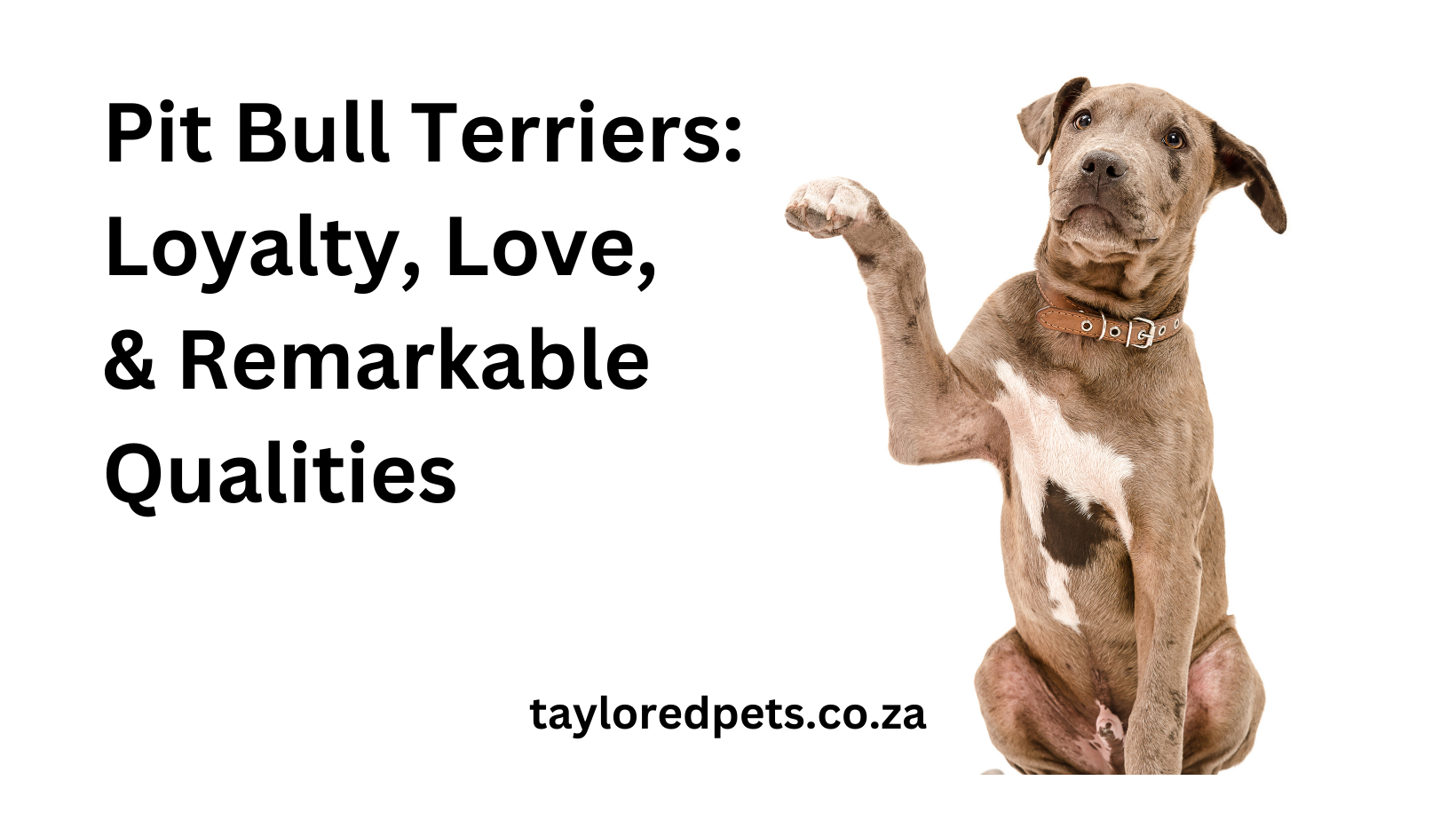 Pet Bull Terriers
