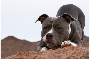 Pet Bull Terrier