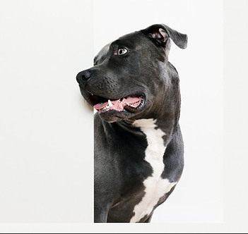 Pit Bull Terrier