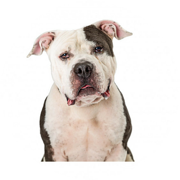 Pit Bull Terriers