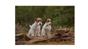 Jack Russell Terrier