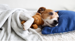 Jack Russell Terriers