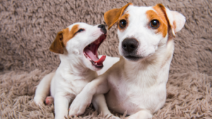 Jack Russell Terriers