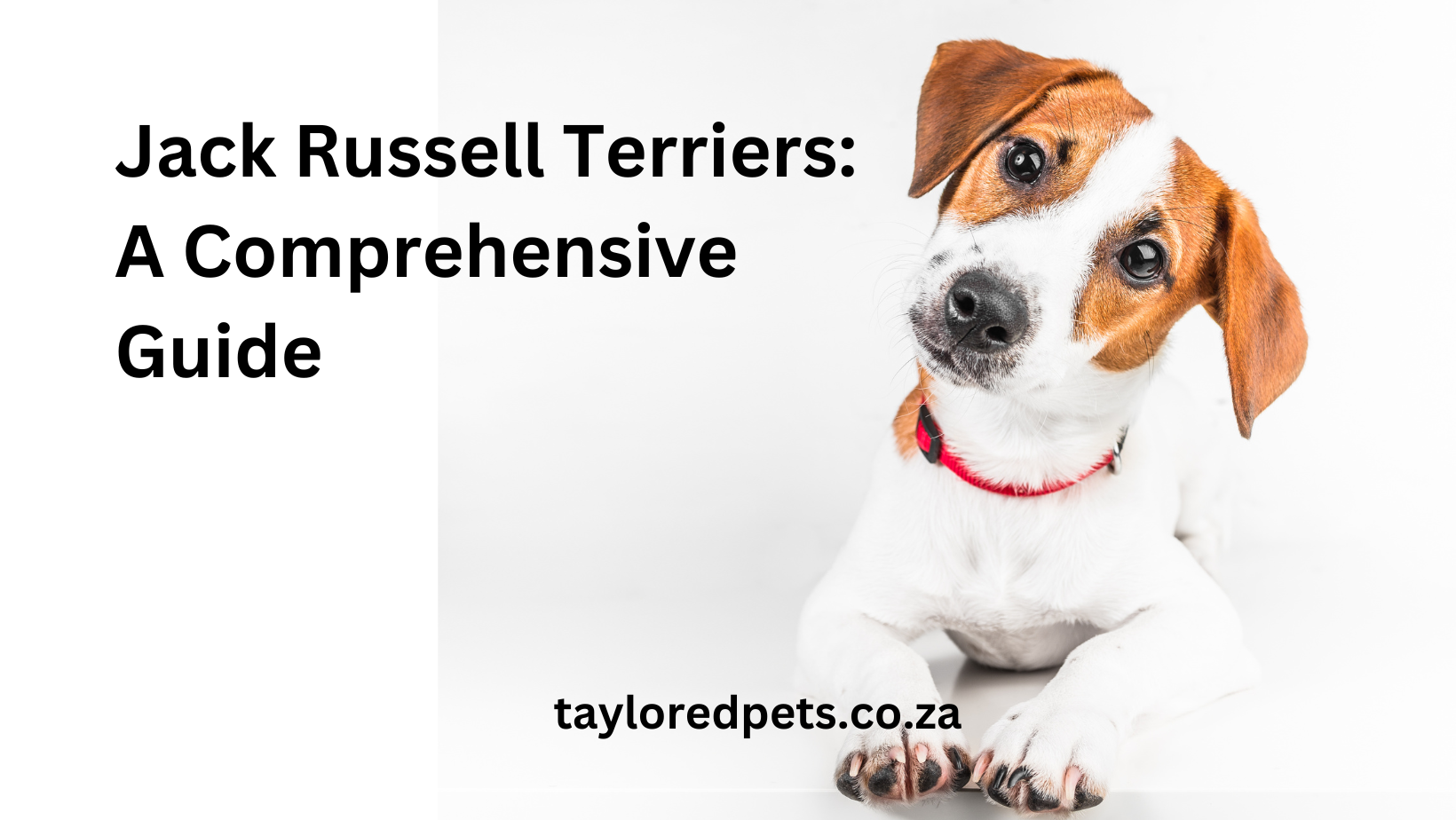 Jack Russell Terriers A Comprehensive Guide
