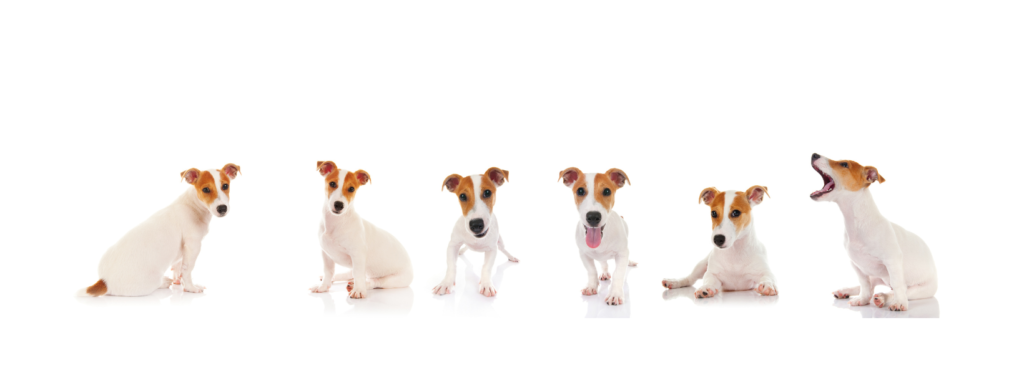 Jack Russell Terriers